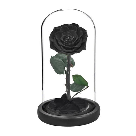 Rose Éternelle Sous Cloche Noire XL