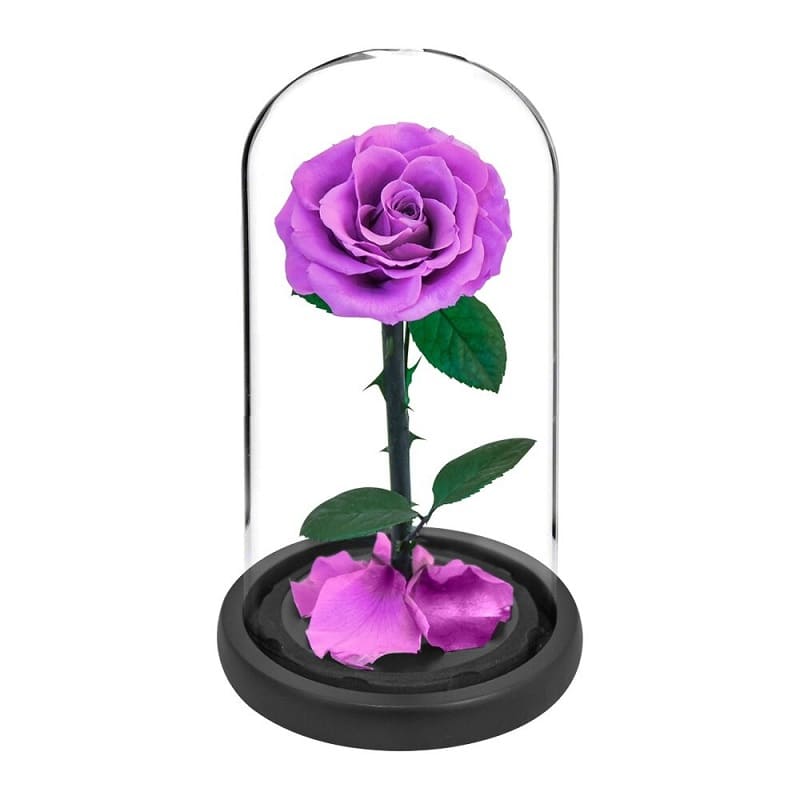 Rose Éternelle Sous Cloche Violette XL
